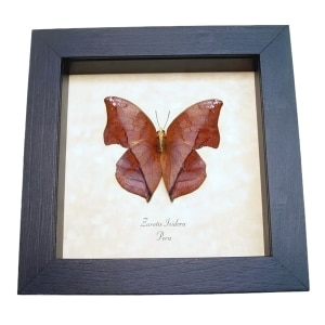 Framed Leaf mimic Butterfly Zaretis isidora Verso Taxidermy Display