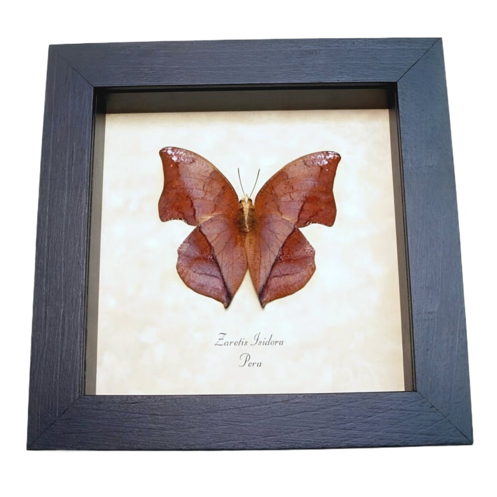 Framed Leaf mimic Butterfly Zaretis isidora Verso Taxidermy Display