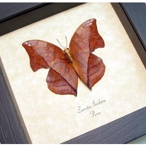 Zaretis isidora Verso Leaf mimic Butterfly Framed Taxidermy Display