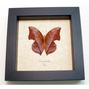 Zaretis isidora Verso Leaf mimic Butterfly Framed Taxidermy Display