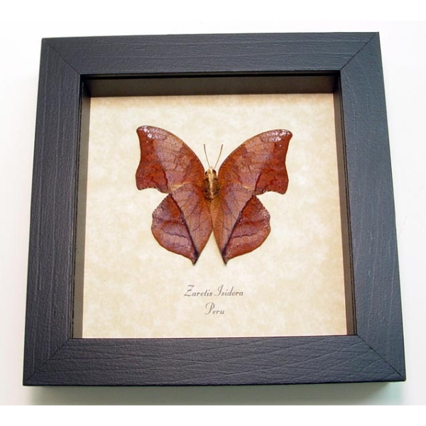 Zaretis isidora Verso Leaf mimic Butterfly Framed Taxidermy Display