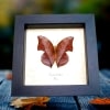 Framed Leaf mimic Butterfly Zaretis isidora Verso Taxidermy Display