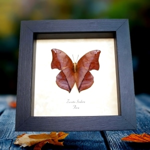 Framed Leaf mimic Butterfly Zaretis isidora Verso Taxidermy Display