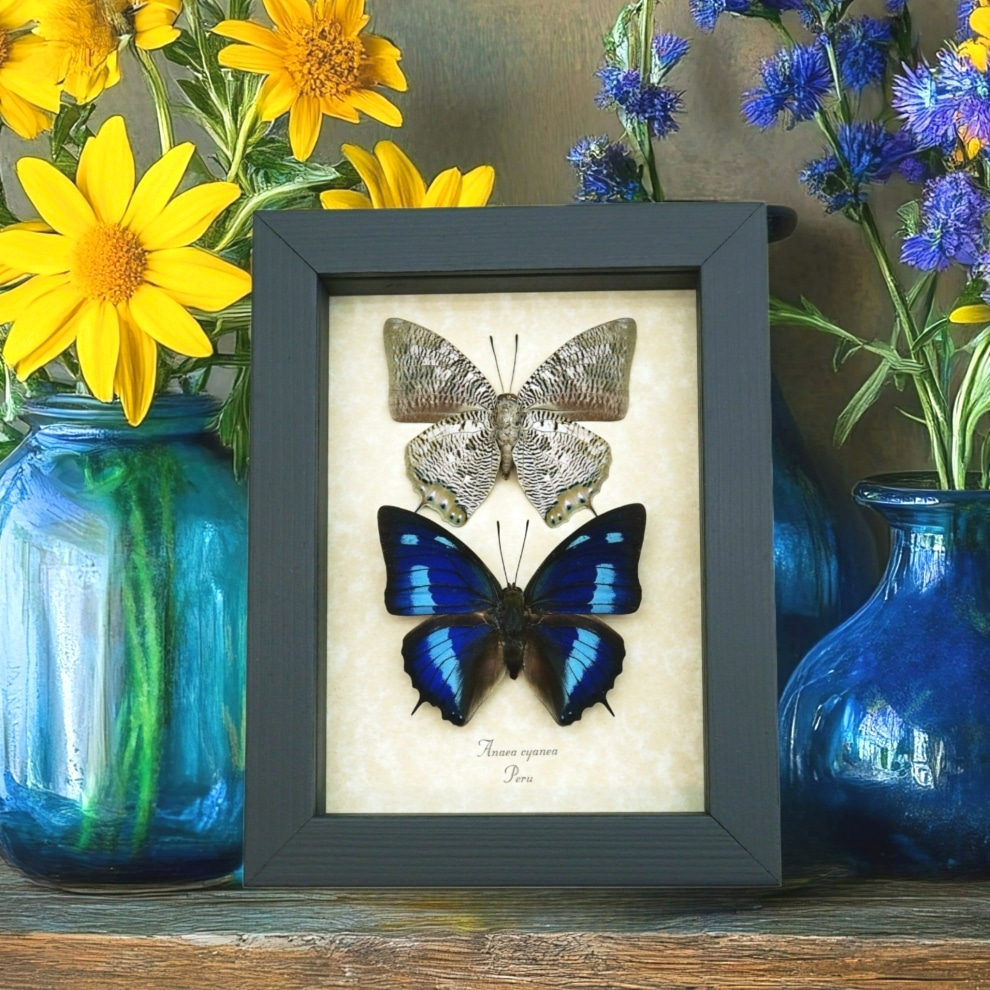 Anaea cyanea Butterfly Set Blue Butterflies Framed Taxidermy Display Anaea cyanea Butterfly Set Blue Butterflies Framed Taxidermy Display