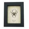 Spotted Garden Spider Real Framed Taxidermy Display