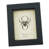 Spotted Garden Spider Real Framed Taxidermy Display