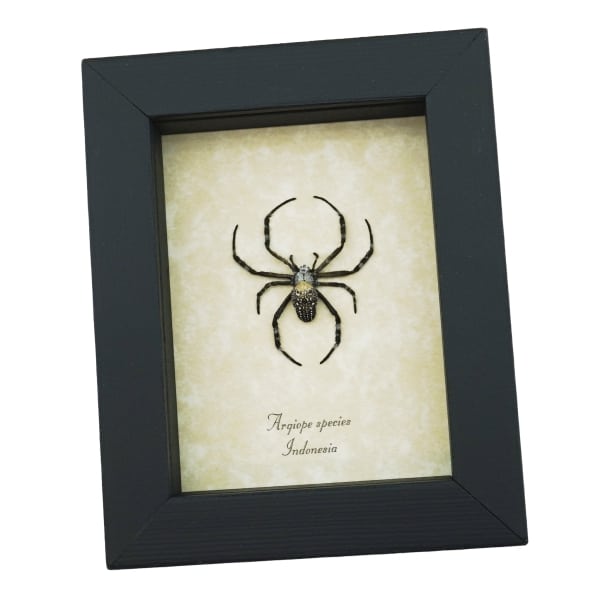Spotted Garden Spider Real Framed Taxidermy Display