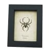 Spotted Garden Spider Real Framed Taxidermy Display