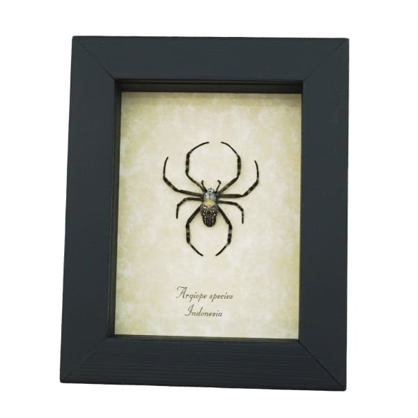 Spotted Garden Spider Real Framed Taxidermy Display