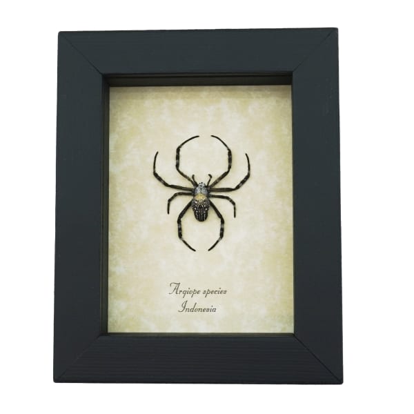 Spotted Garden Spider Real Framed Taxidermy Display