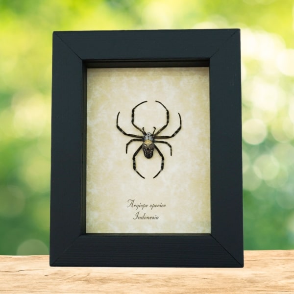 Spotted Garden Spider Real Framed Taxidermy Display