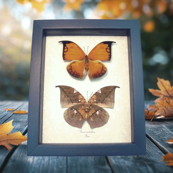 Anaea archidona verso Butterfly Dead Leaf Mimic Framed Taxidermy Display