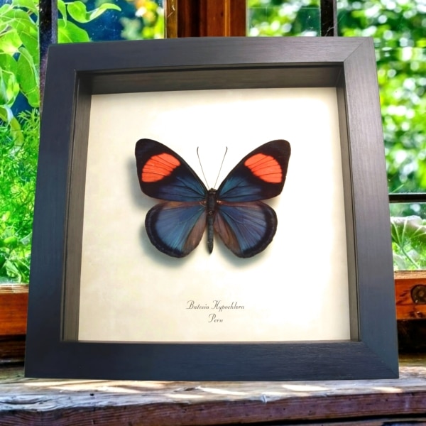Real Framed Pink Blue Butterfly Batesia hypochlora Taxidermy Display