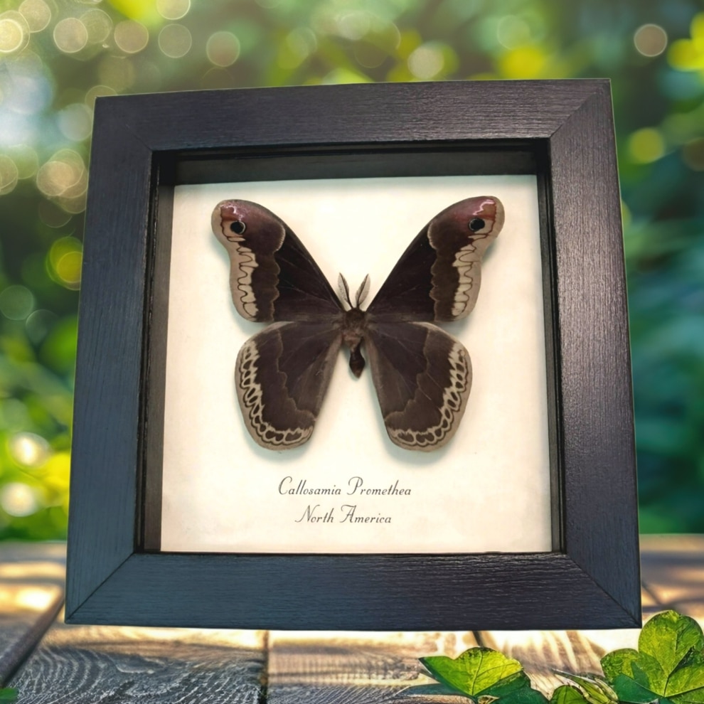 Framed Silk Moth Callosamia promethea Male Taxidermy Display