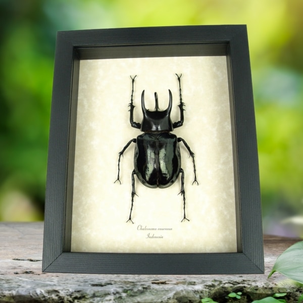 Real Framed Chalcosoma caucasus Beetle Taxidermy Display