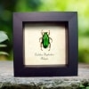 Green flower chafer Beetle Chalothea resplendens Framed Taxidermy Display