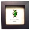 Green flower chafer Beetle Chalothea resplendens Framed Taxidermy Display