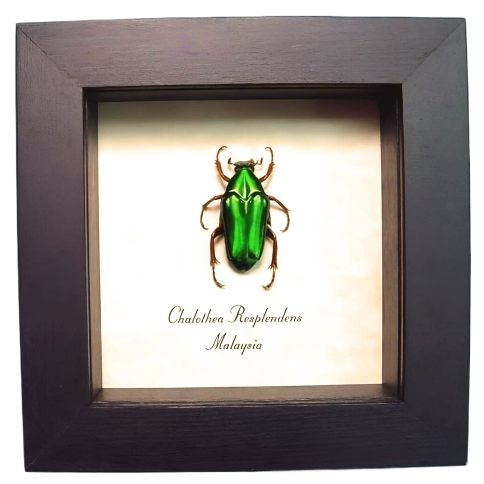 Green flower chafer Beetle Chalothea resplendens Framed Taxidermy Display