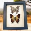 Charaxes candiope Framed African Butterflies Butterfly Taxidermy Display