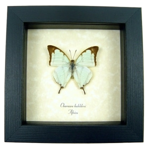 Charaxes kahldeni Mint Green African Butterfly Framed Taxidermy Display