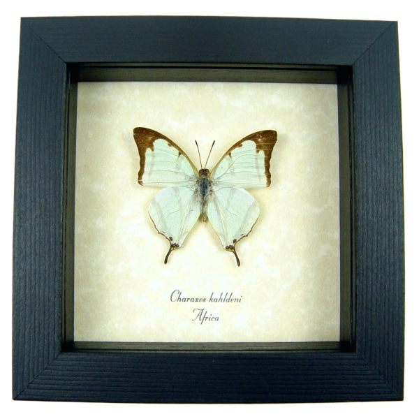 Charaxes kahldeni Mint Green African Butterfly Framed Taxidermy Display