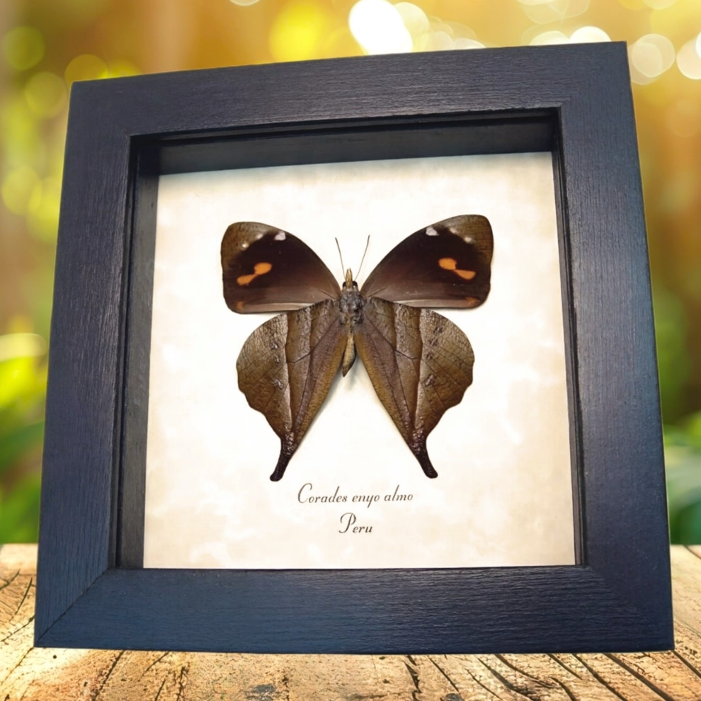 Enyo Satyr Butterfly Corades enyo almo Verso Framed Taxidermy Display Enyo Satyr Butterfly Corades enyo almo Verso Framed Taxidermy Display