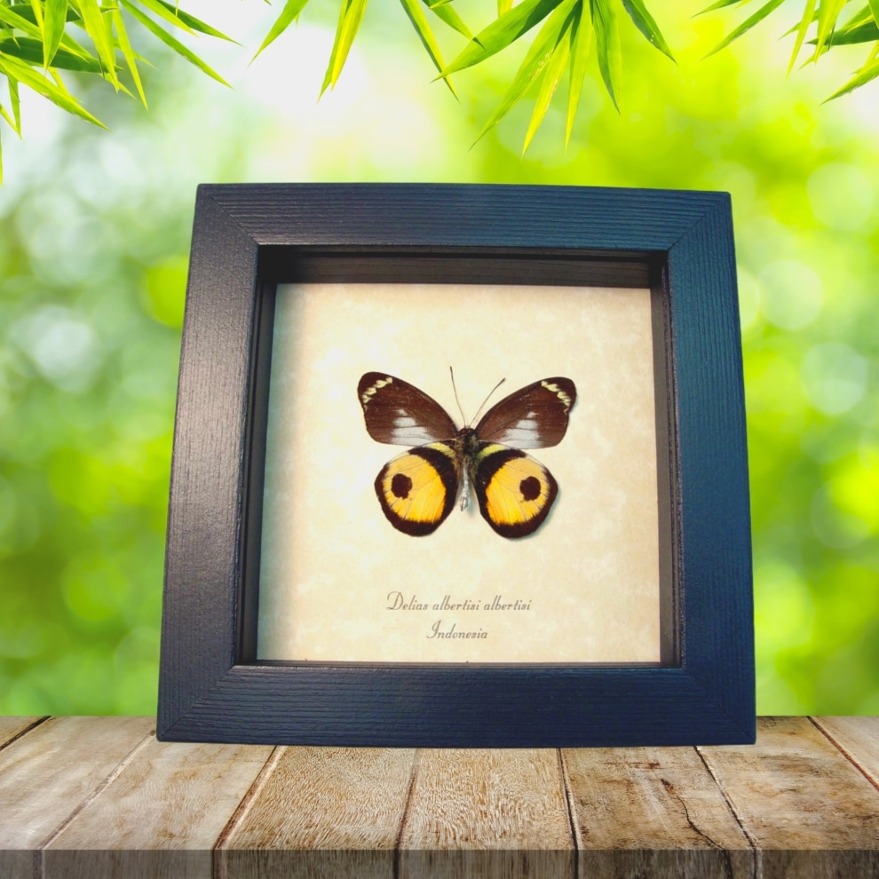 Delias albertisi Inkspot Butterfly Framed Taxidermy Display Delias albertisi Inkspot Butterfly Framed Taxidermy Display