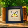 Delias periboea verso Colorful Yellow Orange Butterfly Framed Taxidermy Display