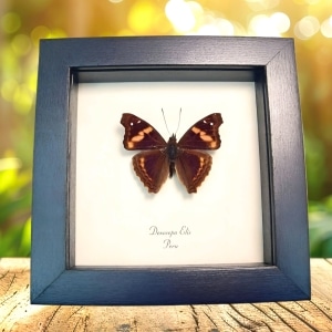 Framed Butterfly Doxocopa elis Taxidermy Display