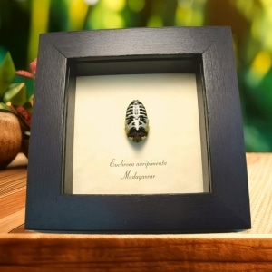 Man Face Beetle Euchroea auripimenta verso Framed Taxidermy Display