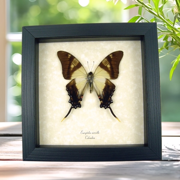 Real Framed Swallowtail Butterfly Eurytides serville Taxidermy Display