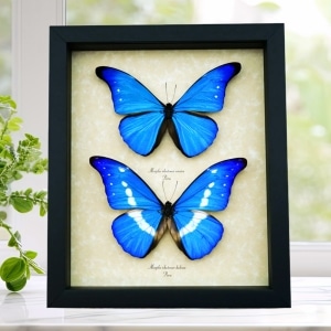 Framed Blue Morpho Butterfly Collection Real Butterflies rhetenor helena cacica Set Taxidermy Display