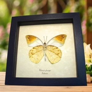 Great Orange Tip Butterfly Hebomoia glaucippe Verso Framed Taxidermy Display