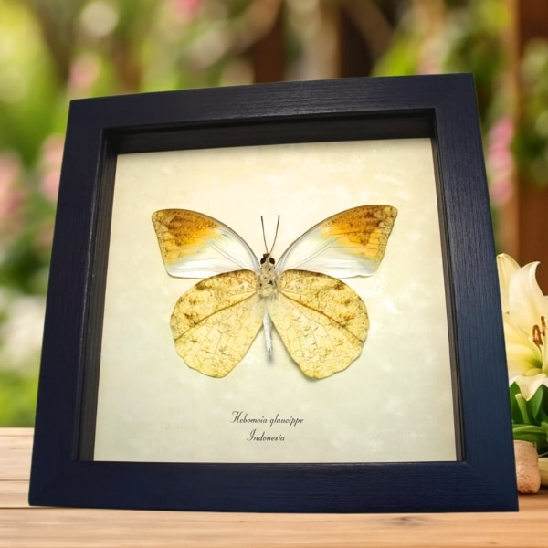 Great Orange Tip Butterfly Hebomoia glaucippe Verso Framed Taxidermy Display