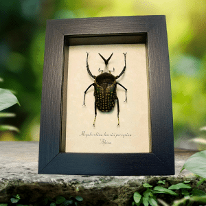 Megalorrhina harrisi peregrina Fork Horned African Beetle Framed Taxidermy Display
