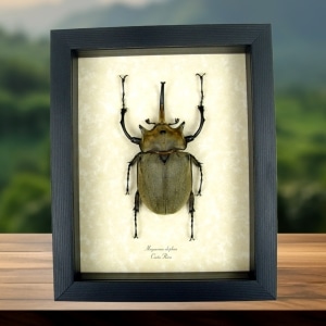 Megasoma elephas 92mm Elephant Rhino Beetle Framed Insect Taxidermy Display