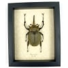 Megasoma elephas 92mm Elephant Rhino Beetle Framed Insect Taxidermy Display