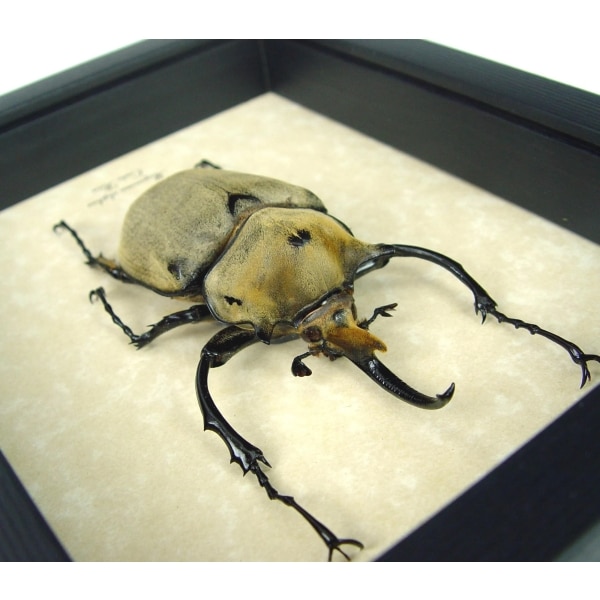 Megasoma elephas 92mm Elephant Rhino Beetle Framed Insect Taxidermy Display