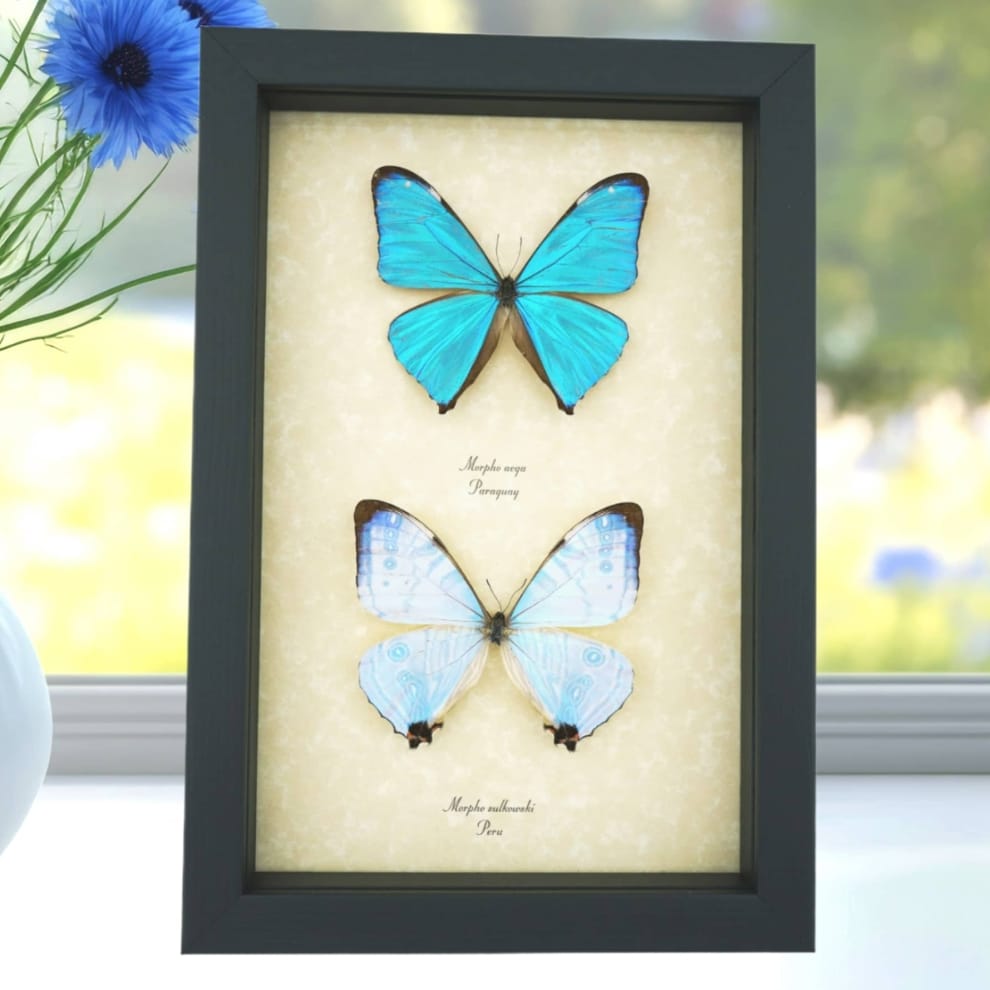 Morpho Aega Morpho sulkowski Butterflies Framed Taxidermy Butterfly Collection