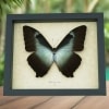 Morpho cisseis gahua Giant Blue Morpho Butterfly Framed Taxidermy