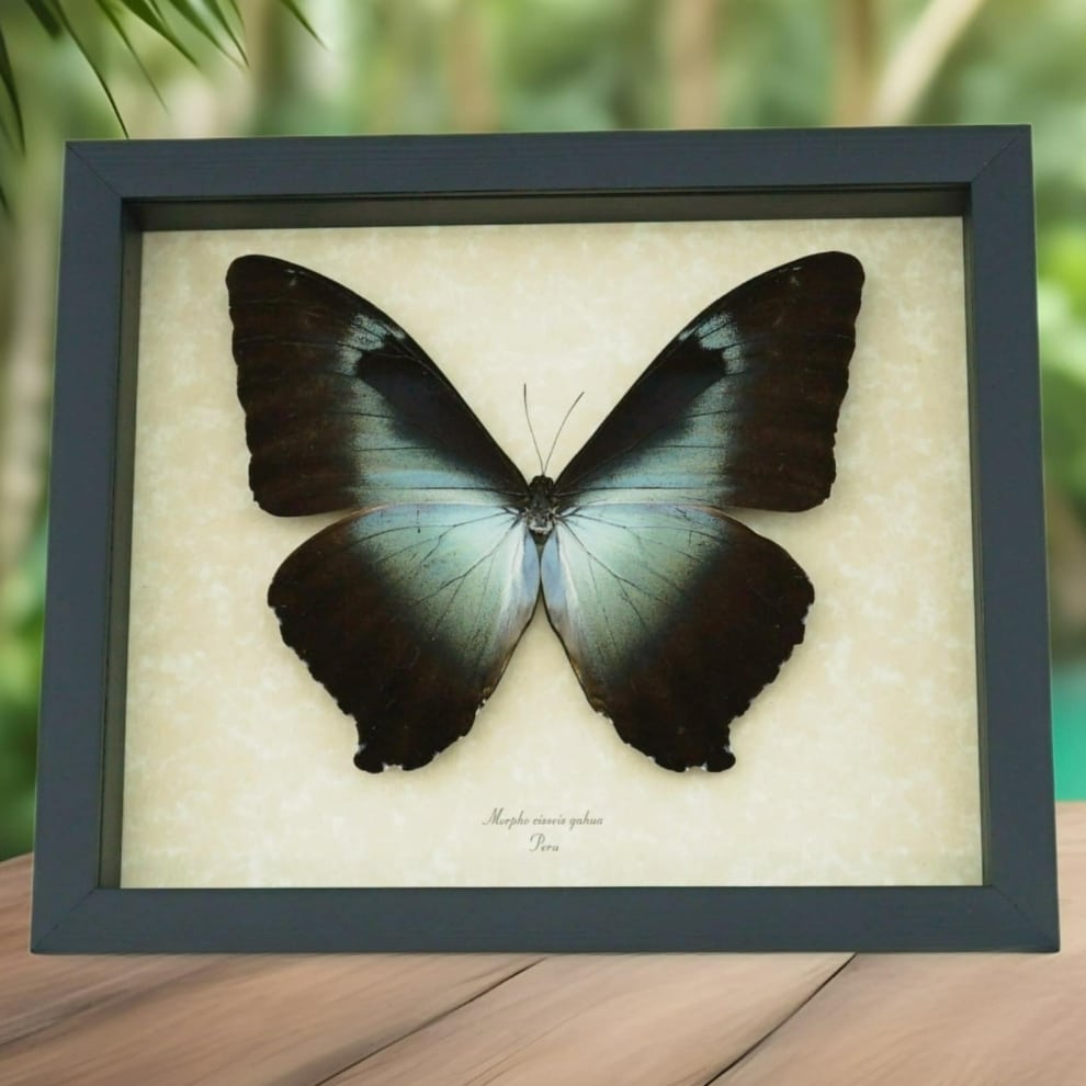 Morpho cisseis gahua Giant Blue Morpho Butterfly Framed Taxidermy