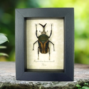 Megalorrhina harrisi haroldi Pitch Fork Beetle Framed Taxidermy Display