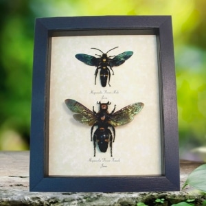 Megascolia procer Giant Wasp Pair Real Framed Framed Taxidermy Display
