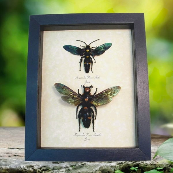 Megascolia procer Giant Wasp Pair Real Framed Framed Taxidermy Display