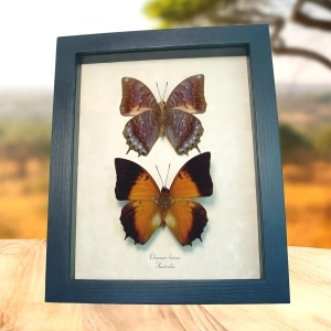 Charaxes latona set Orange Emperor Butterflies Framed Display