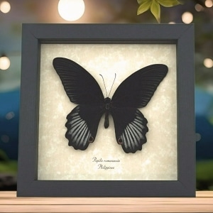 Real Black Butterfly Papilio rumanzovia Scarlet Mormon Framed Taxidermy Display
