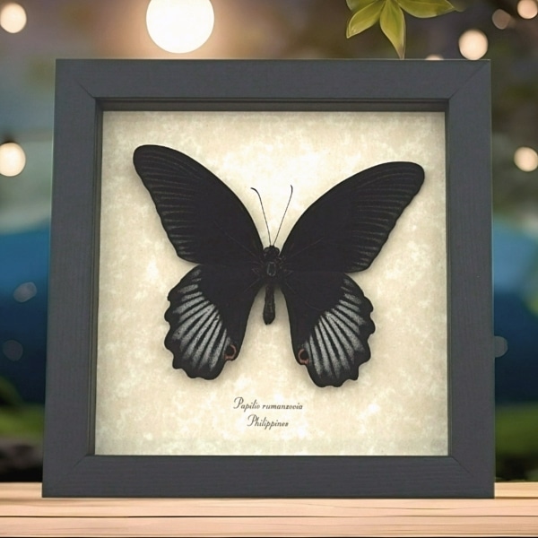 Real Black Butterfly Papilio rumanzovia Scarlet Mormon Framed Taxidermy Display