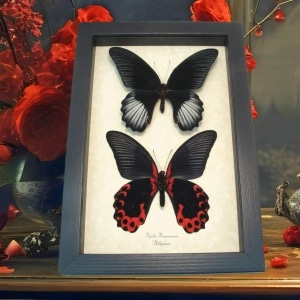 Scarlet Mormon Butterfly Set Papilio rumanzovia Framed Taxidermy Display
