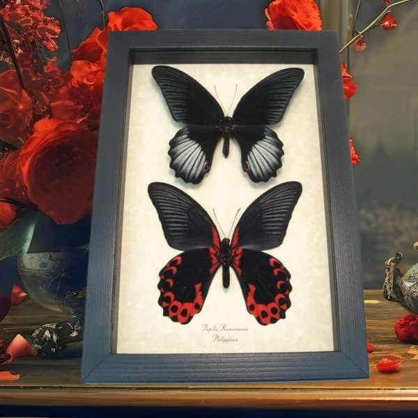 Scarlet Mormon Butterfly Set Papilio rumanzovia Framed Taxidermy Display
