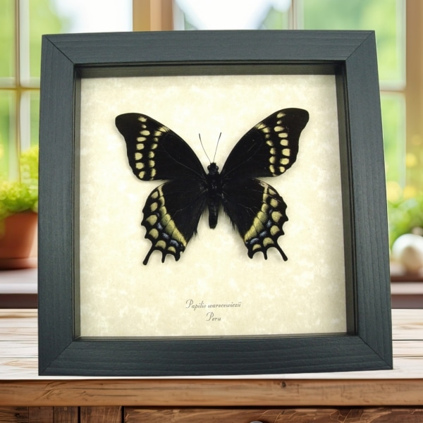 Papilio warscewiczii Real Framed Swallowtail Butterfly Taxidermy Display